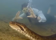 Anaconda más grande del mundo es captada en la selva amazónica; la especie es capaz de comerse a una persona