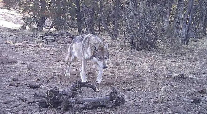 ¡No era un coyote! Hallan al primer lobo mexicano silvestre nacido en Campo Verde, Chihuahua