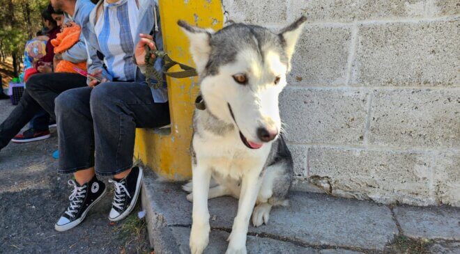 Se realiza jornada de esterilización de caninos y felinos en colonias de Tepeji