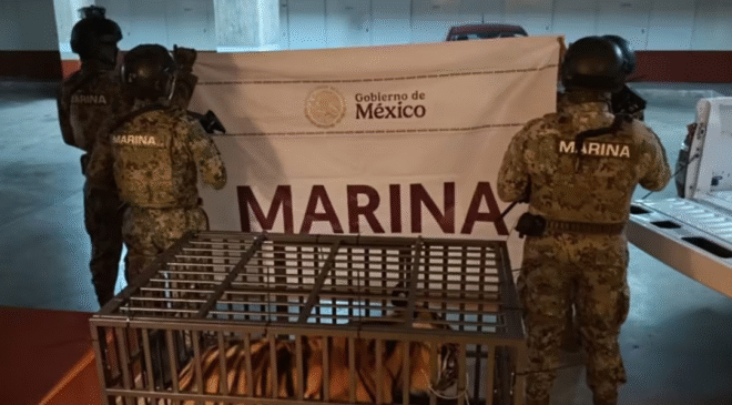 Cae sujeto extranjero por posesión de un tigre “Phantera Tigris” en Puerto Vallarta; ejemplar tiene aproximadamente un año