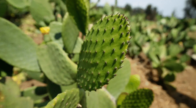 El nopal se alza en México como verdadero tesoro cultural y gastronómico