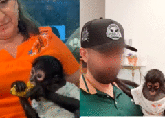 Personas influyentes en México presumen tener monos que están en peligro de extinción