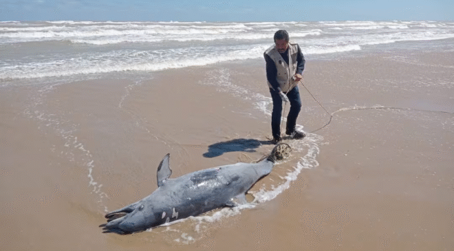 Denuncian uso de delfines como carnada para tiburón en Tamaulipas; ambientalistas exigen cárcel para responsables