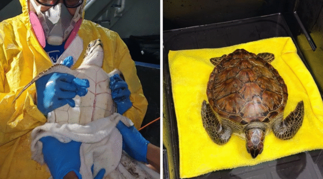 Rescatan a tortuga verde cubierta de chapopote en playa de la Riviera Veracruzana