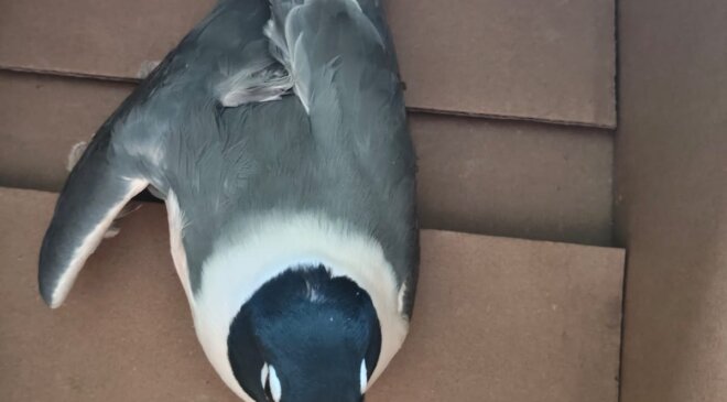 Una ejemplar de una gaviota Franklin que proviene de EU y Canadá, fue localizada en Tlaxcoapan con una herida en un ala; será entregada a la Semarnat para su protección