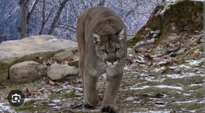 Alarma en Tepetitlan por la presencia de un puma; autoridades locales trabajan con la Semarnat y la Profepa para protegerlo
