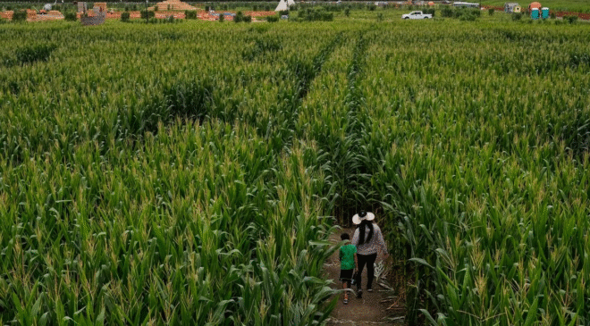 México importa cifra récord de maíz desde EU