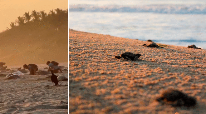 Exhiben a sujetos saqueando huevos de tortugas en playa de Oaxaca