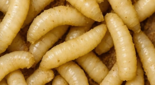 Muere adulto mayor por gusano barrenador en Oaxaca; advierten que plaga está matando ganado y animales en la Sierra Sur