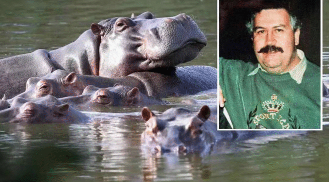 Hipopótamos en Colombia, del lujo de Pablo Escobar a crisis ambiental; fallas genéticas y falta de países receptores llevan a sacrificarlos