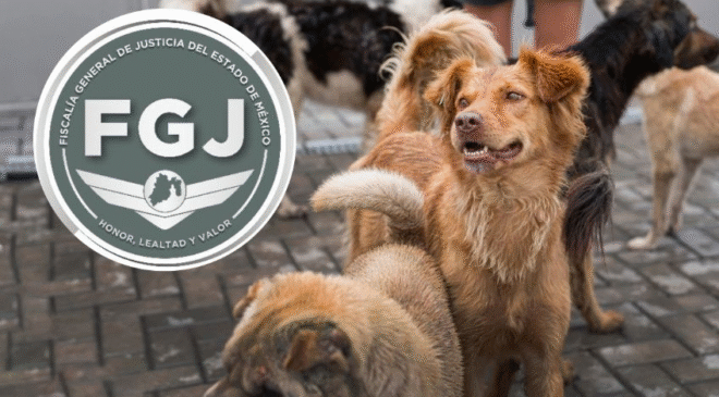 Fiscalía del Edomex investigará posible maltrato animal tras revelarse eutanasia de casi 11 mil perros en Tecámac