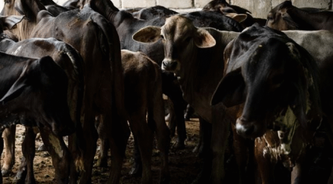 Ante promesa incumplida del gobierno de Sheinbaum, ganaderos apuestan por engorda bovina