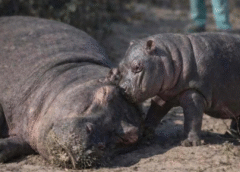 La ministra de medio ambiente de Colombia miente para justificar la matanza de 80 hipopótamos