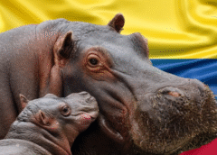 AZCARM pide a Colombia frenar sacrificio de hipopótamos y retomar plan de reubicación