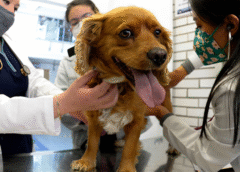 Tan solo el 42% de las mascotas con hogar en México son llevadas al veterinario una o dos veces al año