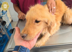 Videos Hallan decenas de perros muertos en predio de Topilejo; rescatan a una perrita en estado crítico