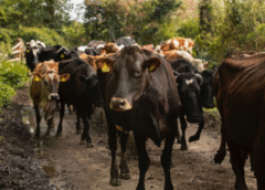 México acumula cerca de 12 mil casos de gusano barrenador en bovinos; expertos piden soluciones eficaces y rápidas para prevenir y tratar al parásito