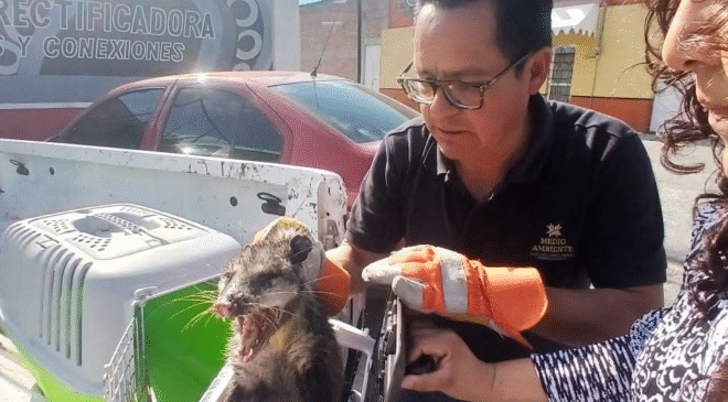 Rescataron a un Tlacuache que sufrió un ataque de perros en Tezontepec; ya es atendido por especialistas en Pachuca