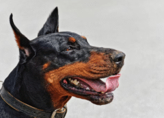 Detectan primer caso de gusano barrenador en perro dóberman en CDMX; refuerzan acciones de vigilancia