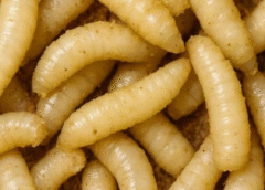 Detectan primer caso de gusano barrenador en una persona en CDMX; reportan 235 en total en México