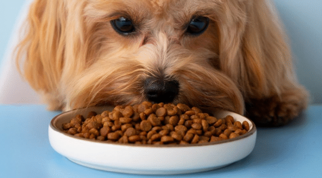 ¿Por qué las mascotas aman sus croquetas?; La ciencia detrás de su preferencia