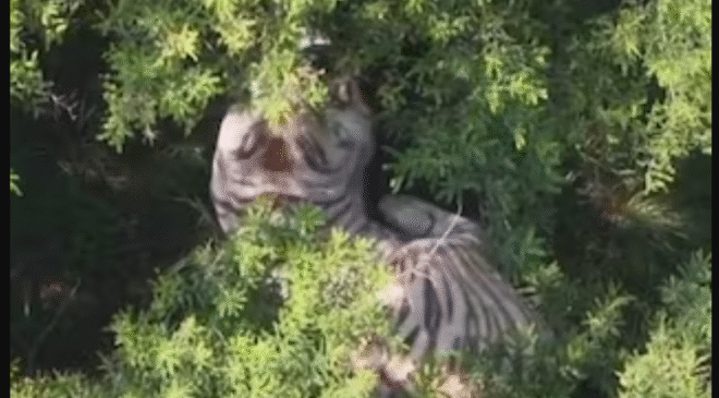 Tigre escapa de un centro de resguardo en el Edomex; es localizado con ayuda de drones