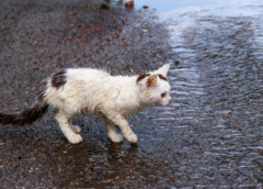Humedad y lluvias: el ambiente ideal para infecciones de piel en perros y gatos, advierten especialistas