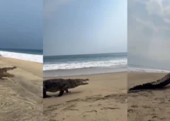 Alertan en Zihuatanejo por escape de cocodrilos de estero y ahora vagan por playas