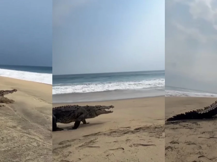 Cocodrilos han sido avistados en las playas de Zohuatanejo tras escapar del lugar donde eran resguardados Foto: Especial