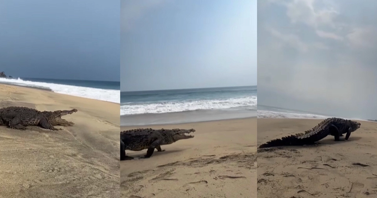Cocodrilos han sido avistados en las playas de Zohuatanejo tras escapar del lugar donde eran resguardados Foto: Especial