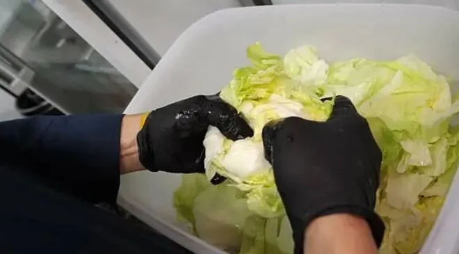 Taco Bell retira lechuga de México de sus restaurantes en EU; brote de ‘diarrea explosiva’ está relacionado con la verdura, según FDA