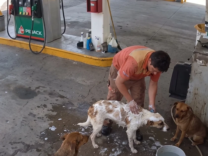 Un trabajador de una estación de servicio fue despedido injustificadamente por ayudar a los lomitos (Imagen Ilustrativa Infobae)