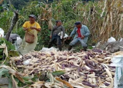 Crisis de maíz, trigo y frijol amenaza la soberanía alimentaria y el empleo rural en México