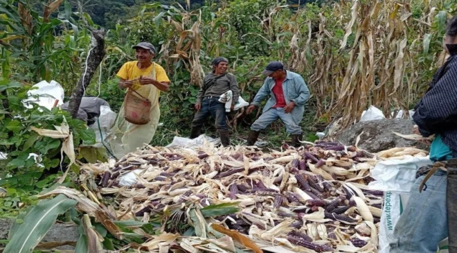 Crisis de maíz, trigo y frijol amenaza la soberanía alimentaria y el empleo rural en México