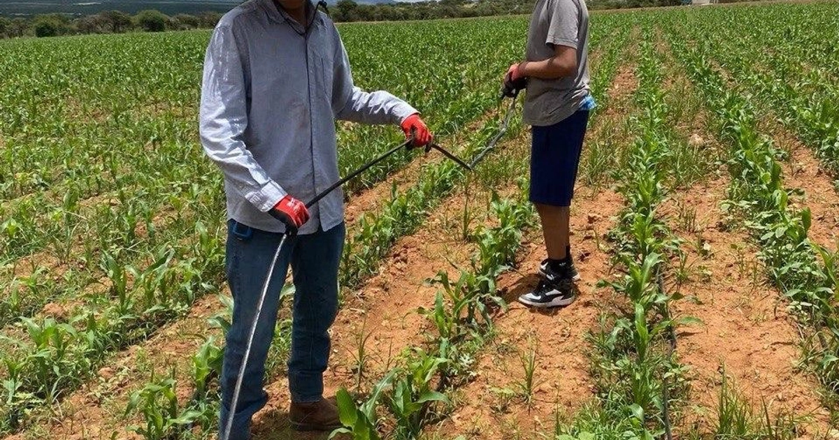 La reducción en la siembra de maíz, trigo y frijol amenaza la producción nacional y el empleo de millones de jornaleros agrícolas en México, advirtió la UNTA
