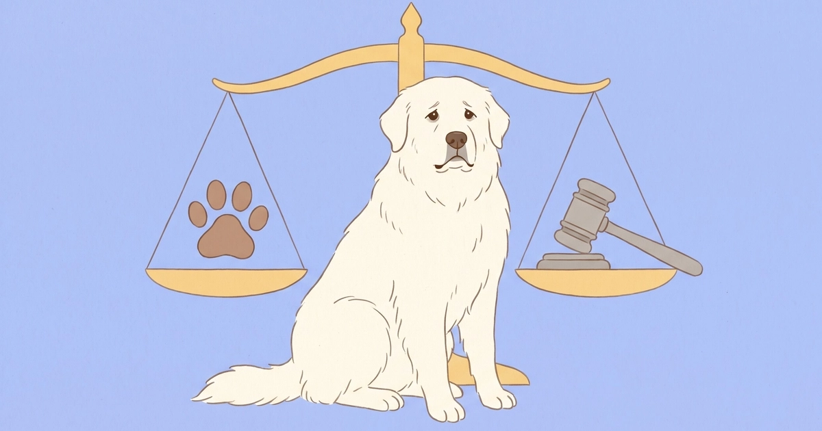 Perro Gran Pirineo blanco sentado, detrás una balanza de la justicia dorada, un platillo con huella de perro y otro con mazo judicial, fondo azul.