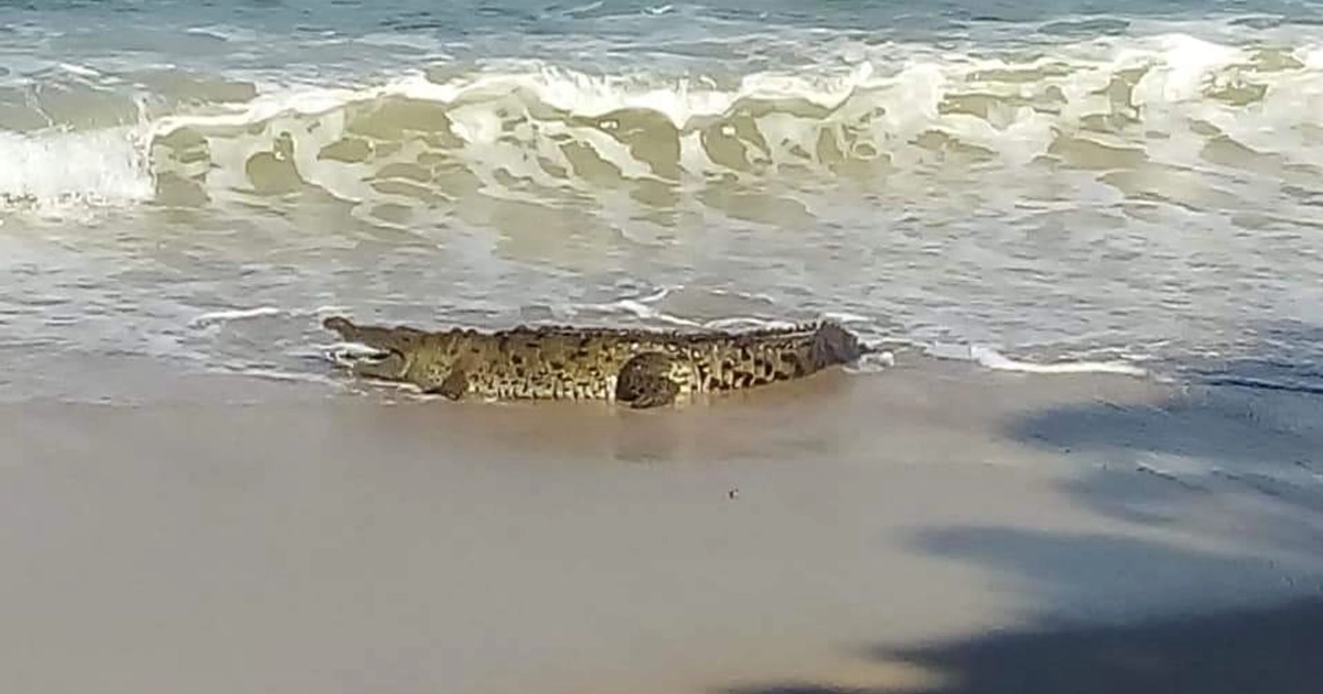 Dos días después de que apareció el cocodrilo muerto, otro sorprendió a los turistas en la playa.
