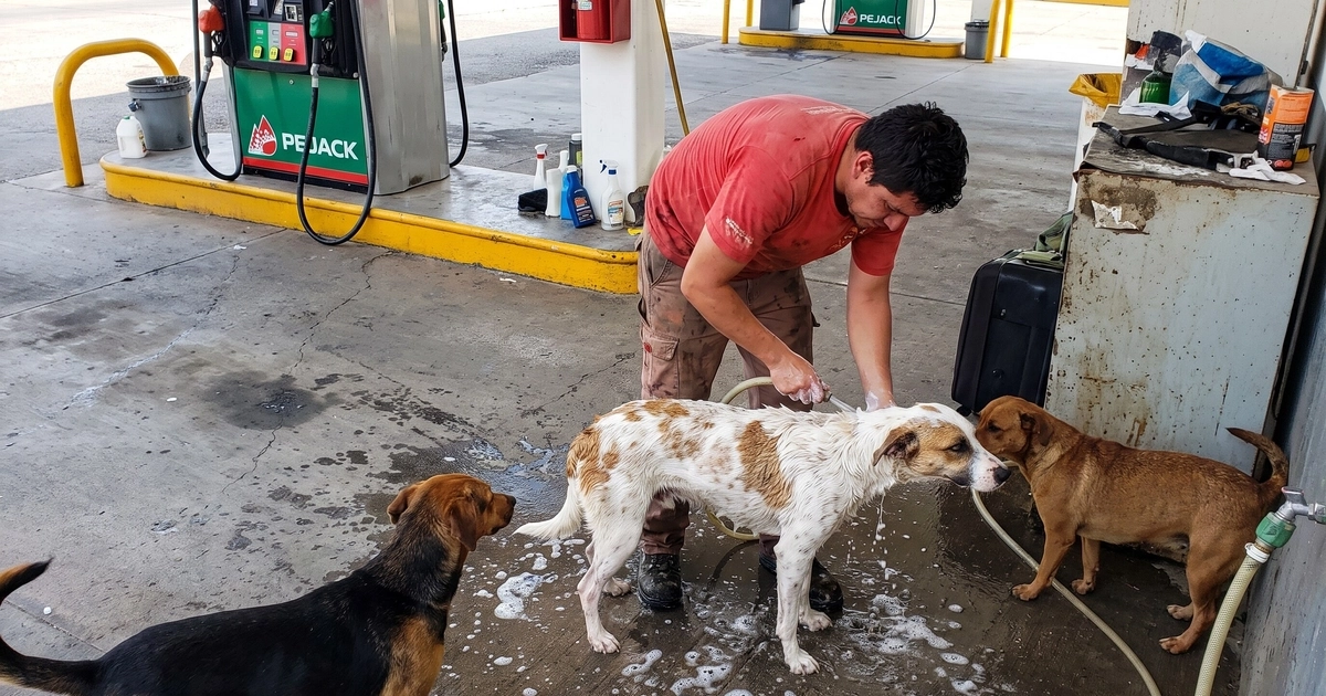 El trabajador fue despedido por ayudar a los perritos en situación de calle (Imagen Ilustrativa Infobae)
