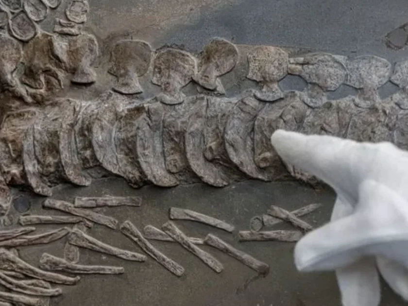 Los huesos fosilizados de la cola de un Ichthyosaurus, de aproximadamente 190 millones de años de antigüedad y con un peso de 800 kilogramos. - Markus Scholz/picture alliance via Getty Images