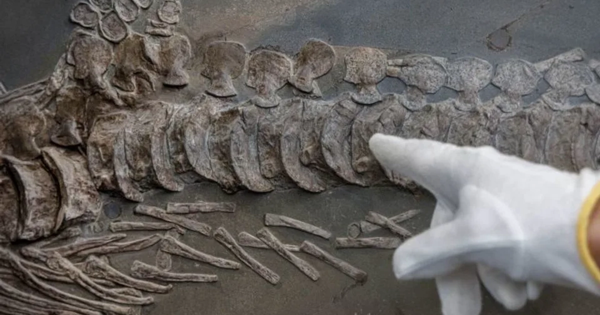 Los huesos fosilizados de la cola de un Ichthyosaurus, de aproximadamente 190 millones de años de antigüedad y con un peso de 800 kilogramos. - Markus Scholz/picture alliance via Getty Images