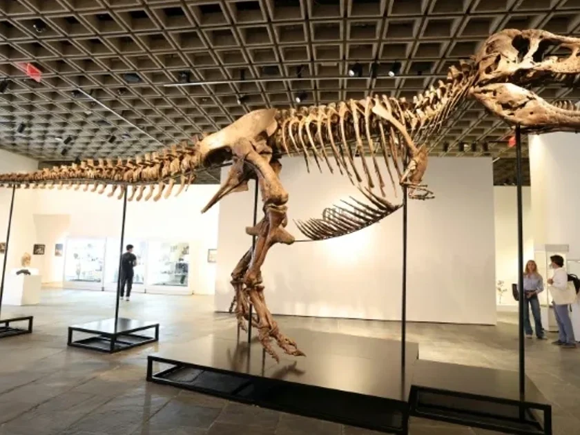'Gus' mide 11,6 metros de largo. (TIMOTHY A. CLARY)