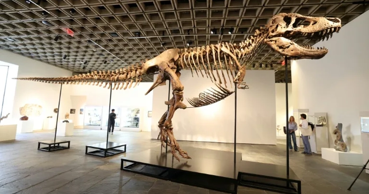 'Gus' mide 11,6 metros de largo. (TIMOTHY A. CLARY)