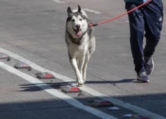 Él es Lucas, el perrito que ganó una pensión alimenticia en un fallo histórico tras divorcio de sus dueños
