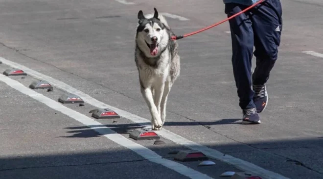 Él es Lucas, el perrito que ganó una pensión alimenticia en un fallo histórico tras divorcio de sus dueños