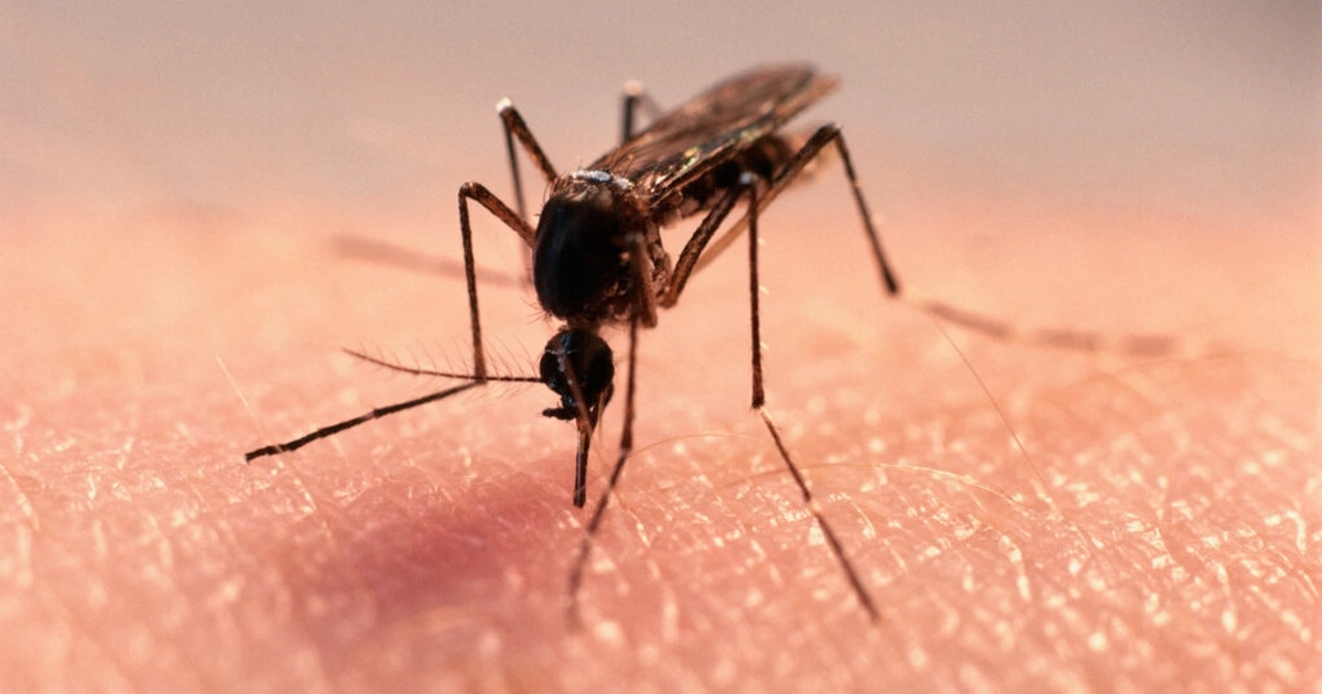 ¿Cómo ahuyentar a los mosquitos de tu casa? | Foto: Getty Images (Ilustrativa)