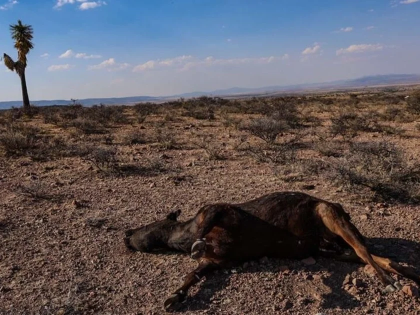 Conagua: sequía en México permanece en niveles bajos tras lluvias de junio