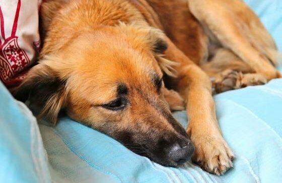 Presentan primera indicación terapéutica contra gusano barrenador en perros ante más de 8,500 casos en México