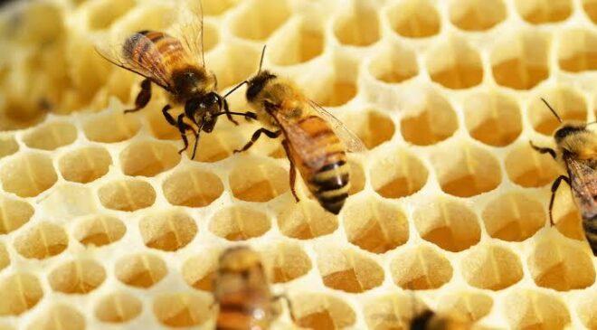 Promueve la UAEH modelo ético en la apicultura (abejas) para asegurar la supervivencia del campo