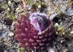 BUAP descubre nueva planta carnívora en bosque mesófilo de Hidalgo