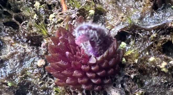 BUAP descubre nueva planta carnívora en bosque mesófilo de Hidalgo